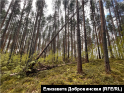 В Кончезере часто дуют сильные ветры, валят деревья