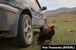 Беркут, привязанный к колесу автомобиля. Алматинская область, 13 октября 2023 года.