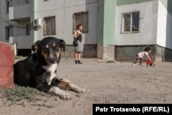 Бездомная собака лежит у порога магазина. Село Улькен, Алматинская область, 22 августа 2023 года