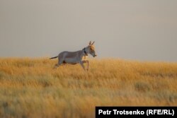 Кулан в центре реинтродукции АСБК. Костанайская область, 21 июня 2022 года