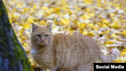 Старший музейный кот Ося. Фото Музея Анны Ахматовой