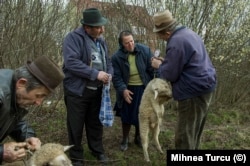 Овцу взвешивают на рынке в округе Марамуреш, 2009 год. «В то время в деревне был определённый день, раз в две недели, когда люди собирались рано утром и все выставляли на продажу всё, что у них было в избытке»