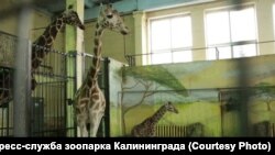 Новорожденный жираф в зоопарке Калининграда 