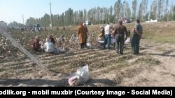 Приславший это фото в редакцию Азаттыка утверждает, что люди на хлопковом поле приклеивают собранный хлопок обратно к коробочкам хлопчатника. По словам приславшего снимок, так в селе готовились к приезду премьер-министра Узбекистана.