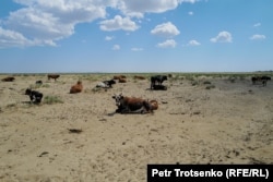 Коровы лежат на песке, который когда-то был дном Аральского моря. Кызылординская область, 3 июля 2024 года