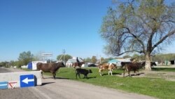 Перегон скота через дорогу в поселке Жалгамыс. Алматинская область, 20 апреля 2020 года.