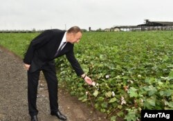 Президент Азербайджана Ильхам Алиев на хлопковом поле в Сабирабаде. 17 сентября 2016 года.