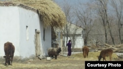 Домашний скот во дворе частного дома в сельской местности Туркменистана