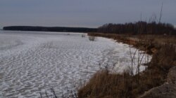 Берег Рыбинского водохранилища, где может возникнуть целлюлозный комбинат