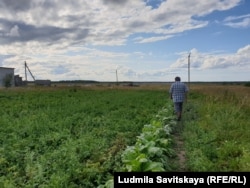 Арбузная бахча в Псковской области