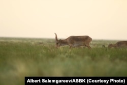 Сайга в Казахстане