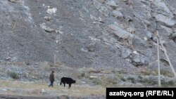 Мужчина выгоняет корову на выпас. Село Ащысай Южно-Казахстанской области, 5 октября 2017 года.