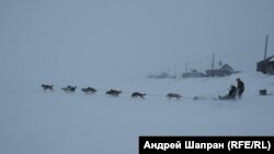 Гонки на собачьих упряжках