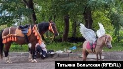 Пони в парке Вологды